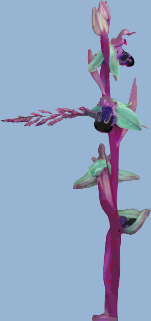 Cette image transforme une tige florale en présence presque sculpturale. Dressée verticalement sur un fond bleu pâle, elle occupe l’espace avec une force calme, comme une silhouette végétale isolée et mise en scène.

Les couleurs s’éloignent du réalisme botanique pour aller vers une interprétation plus expressive. Le violet profond de la tige, les verts lumineux, les roses, les mauves et les zones presque noires créent un contraste très marqué. Les fleurs et les bourgeons semblent composés de fragments colorés, avec des contours simplifiés qui donnent à l’ensemble une apparence proche de la peinture numérique, du collage ou de l’illustration vectorielle.

La composition repose sur une tension entre la verticalité très forte de la tige et les ramifications latérales qui viennent rompre cette ligne. Chaque fleur apparaît comme un événement distinct, presque comme une étape dans une progression. Le regard monte naturellement du bas vers le sommet, jusqu’au bourgeon fermé qui semble contenir quelque chose encore à venir.

Le grand espace vide autour de la plante accentue son caractère solitaire. Il lui donne presque une dimension de portrait : la fleur n’est plus seulement observée comme un élément naturel, elle devient un sujet à part entière. Sa forme irrégulière, ses excroissances et ses contrastes colorés mettent en avant une beauté qui ne repose ni sur la symétrie ni sur la perfection.

L’image peut ainsi évoquer la croissance, la transformation et l’affirmation de soi. Certaines parties sont ouvertes, d’autres encore en formation ; certaines formes paraissent fragiles tandis que la tige demeure solidement dressée. Cette coexistence donne à l’œuvre une impression de vie en cours, comme si elle montrait moins une fleur achevée qu’un organisme continuellement en train de devenir.