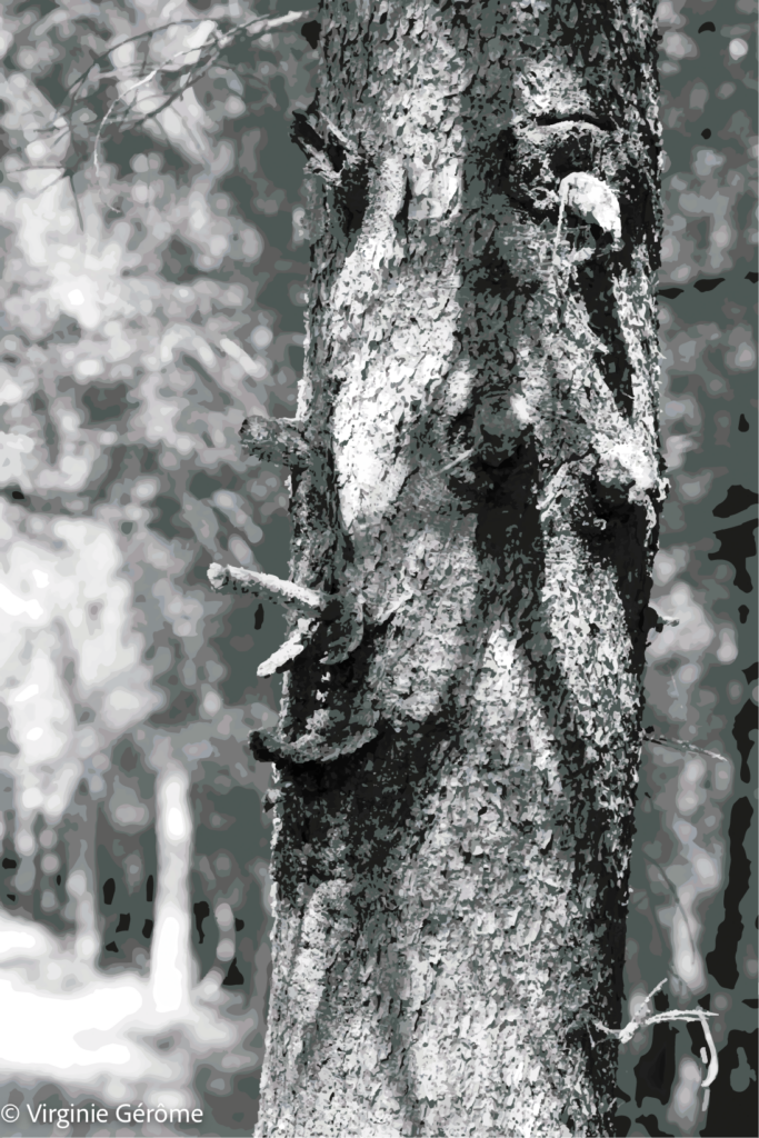 Le même arbre se révèle ici sous une forme plus dépouillée, presque minérale. Privée de couleur, l’image se construit uniquement par la confrontation des noirs, des gris et des blancs, qui accentuent chaque relief de l’écorce et donnent au tronc une présence plus grave, plus silencieuse.

La lumière découpe la surface du bois comme si elle cherchait à en extraire une figure enfouie. Les creux deviennent des ombres profondes, les aspérités prennent l’apparence de traits, et ce qui pouvait sembler presque joyeux ou spectaculaire dans la version colorée devient ici plus ambigu. Un visage semble toujours affleurer, mais il apparaît davantage comme une apparition que comme une forme clairement identifiable.

Le noir et blanc renforce également la dimension temporelle de l’arbre. Les marques de l’écorce évoquent les traces, l’usure, les blessures et la mémoire inscrite dans la matière. Le paysage environnant s’efface progressivement derrière cette masse verticale, comme si tout convergeait vers cette présence centrale.

L’œuvre joue ainsi sur une frontière incertaine entre observation et projection. Le regard reconnaît un arbre, puis croit y voir autre chose. Entre lumière révélatrice et ombre dissimulatrice, l’image interroge ce que nous découvrons dans le réel lorsque nous cessons simplement de le regarder pour commencer à l’interpréter.